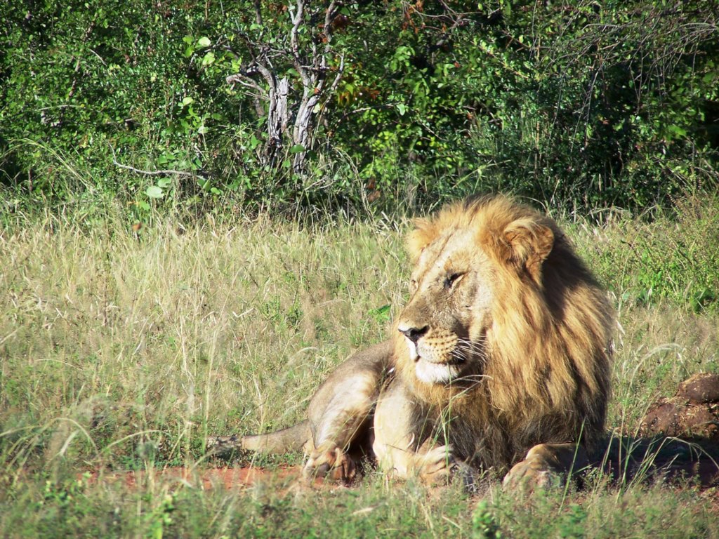 Protect Zimbabwe's Wildlife from Poaching