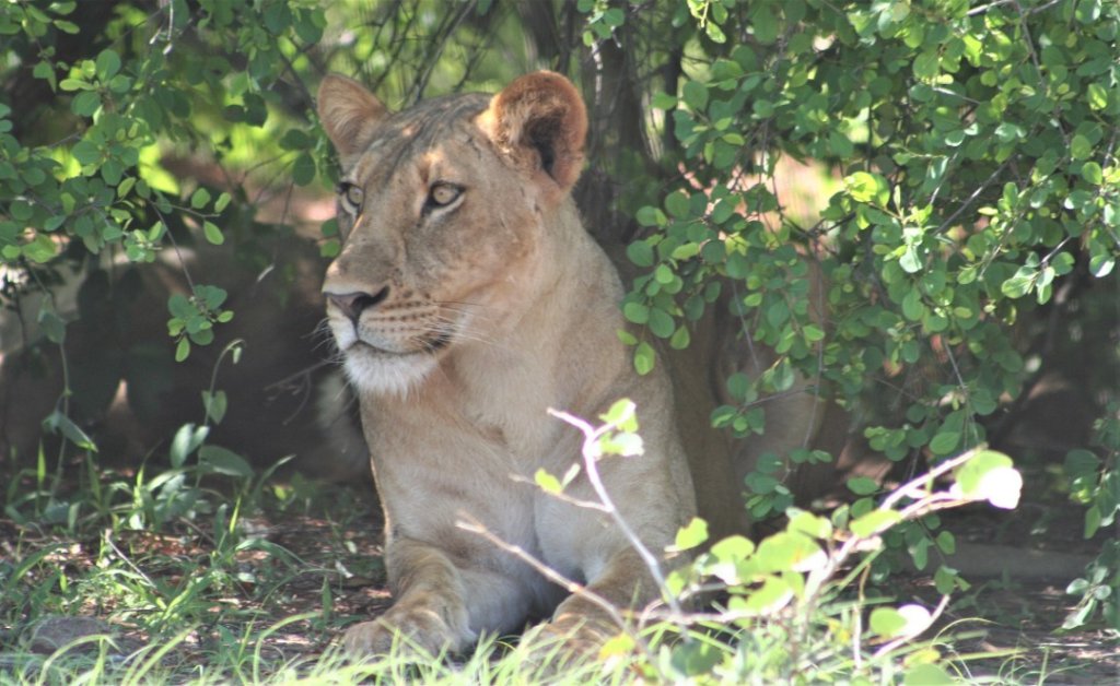 Protect Zimbabwe's Wildlife from Poaching