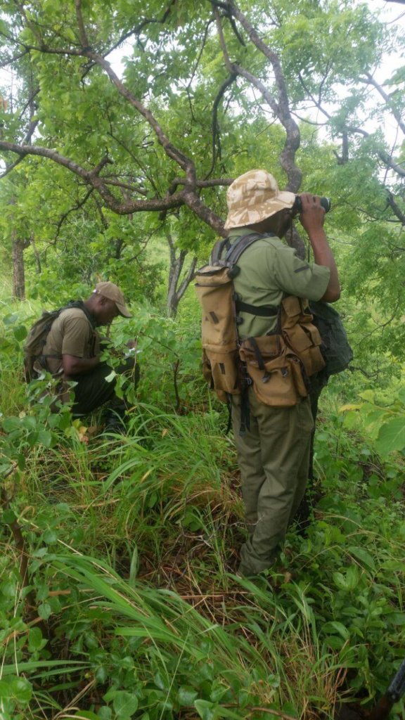 Protect Zimbabwe's Wildlife from Poaching