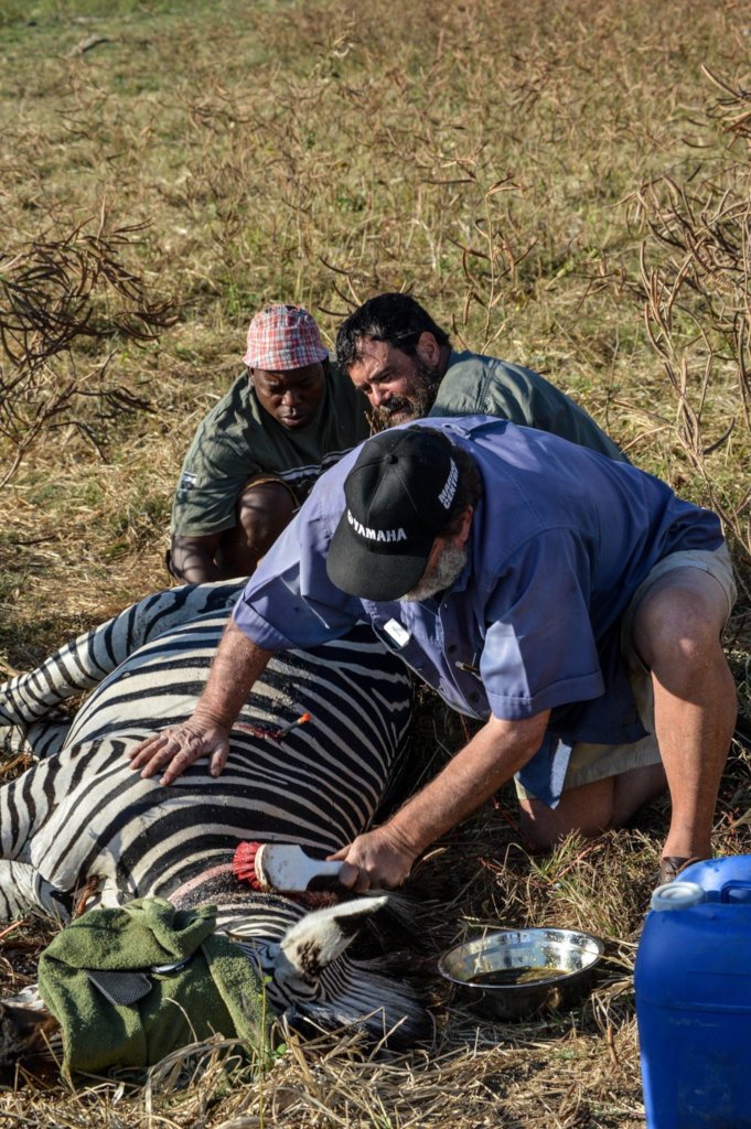 Protect Zimbabwe's Wildlife from Poaching