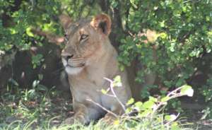 The lioness, Rakesh