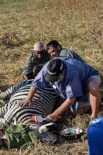 Zebra rescue