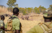 Protect Zimbabwe's Wildlife from Poaching
