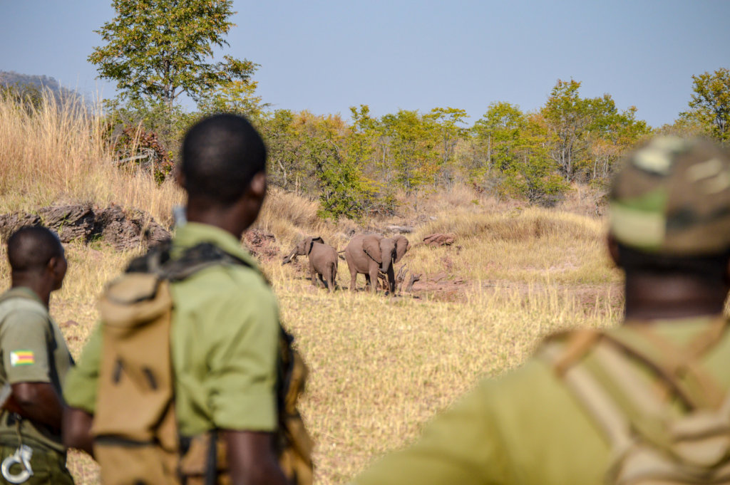 Protect Zimbabwe's Wildlife from Poaching
