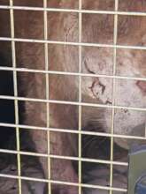 Showing how bad she was, almost blind with mange