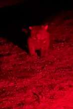 Redlightsimon