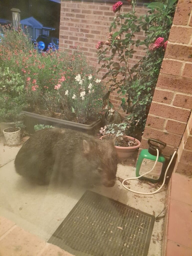 Wilbur