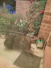 Wilbur