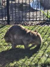 Pixie when she was first spotted with mange