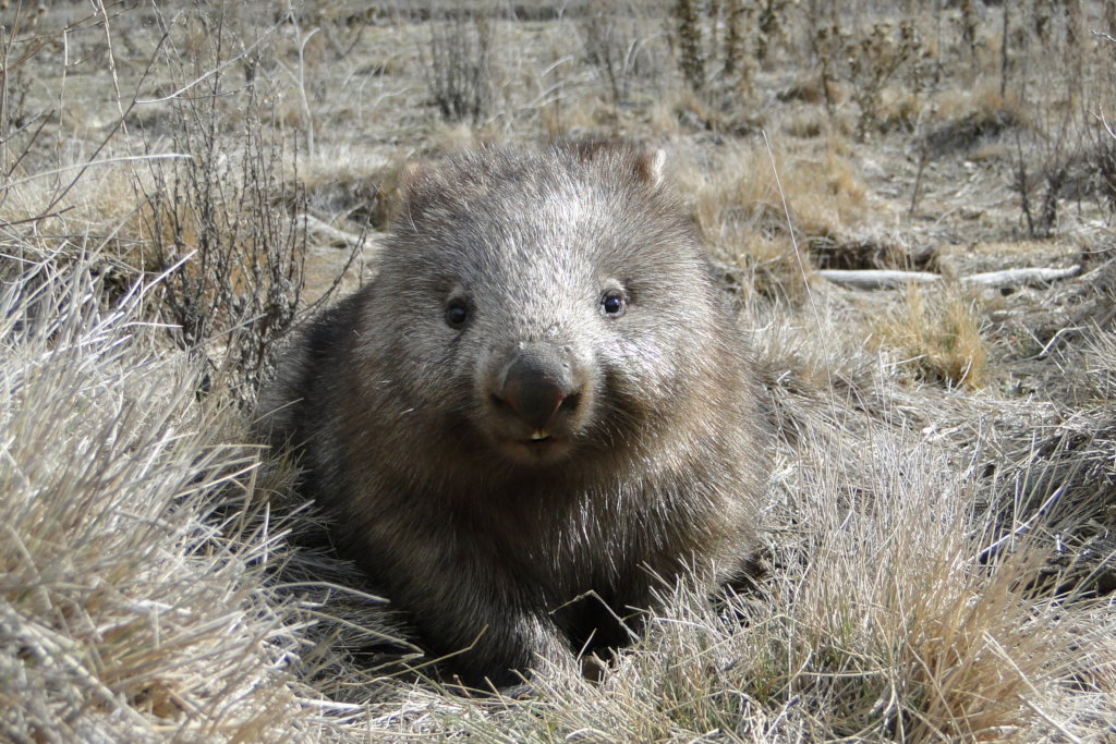 Help save the Bare-Nosed Wombat