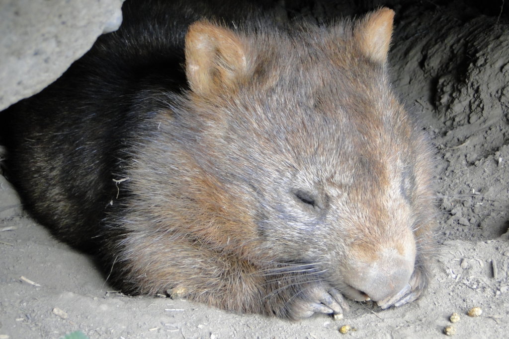 Help save the Bare-Nosed Wombat