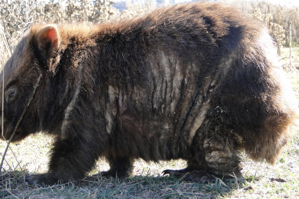Help save the Bare-Nosed Wombat