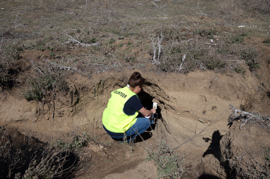 Help save the Bare-Nosed Wombat