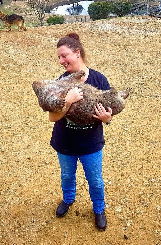 Help save the Bare-Nosed Wombat