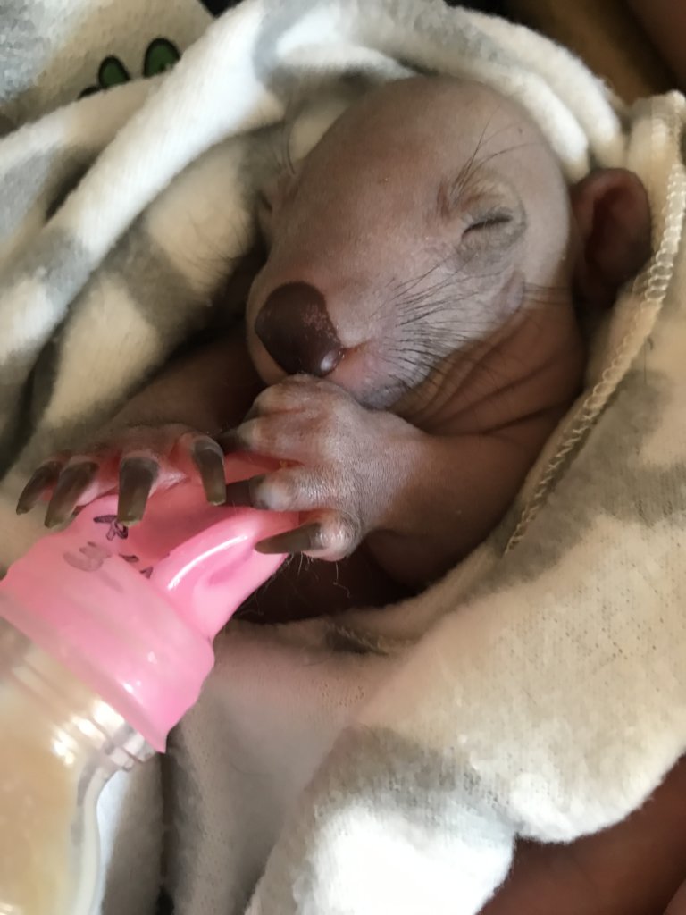 Help save the Bare-Nosed Wombat