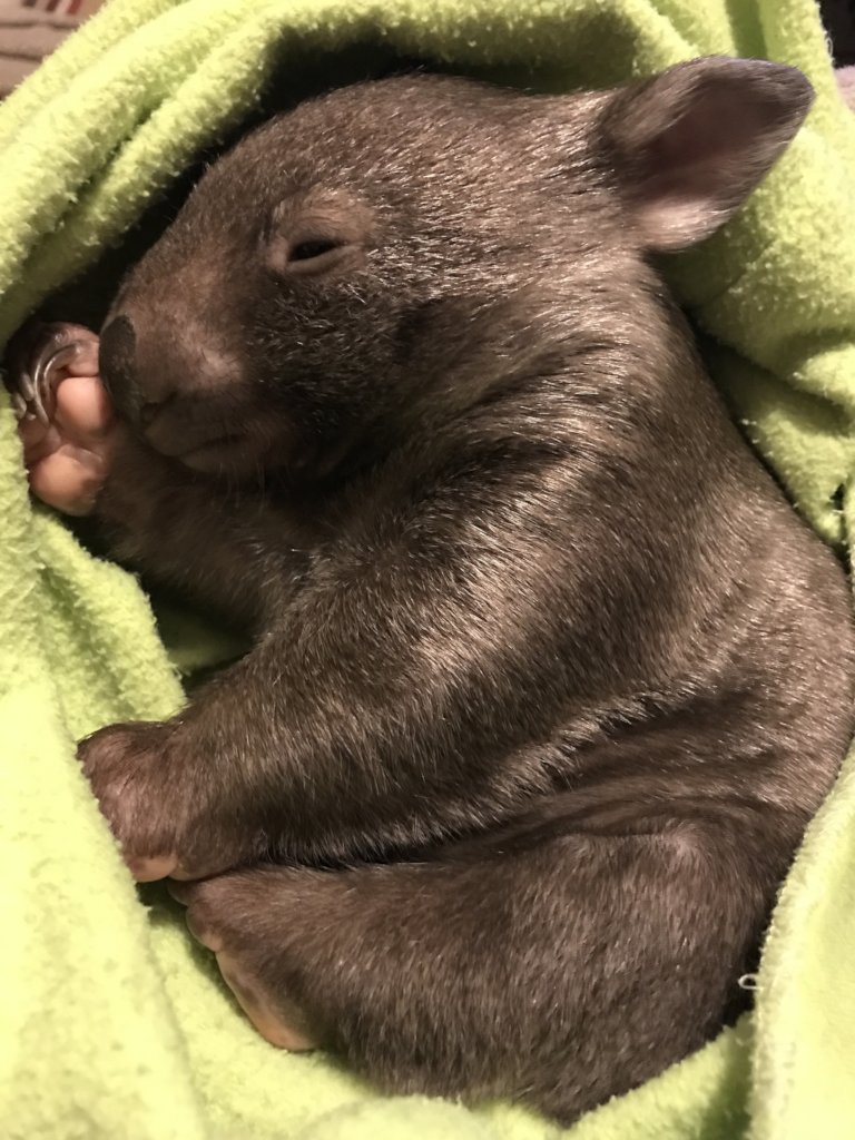 Help save the Bare-Nosed Wombat