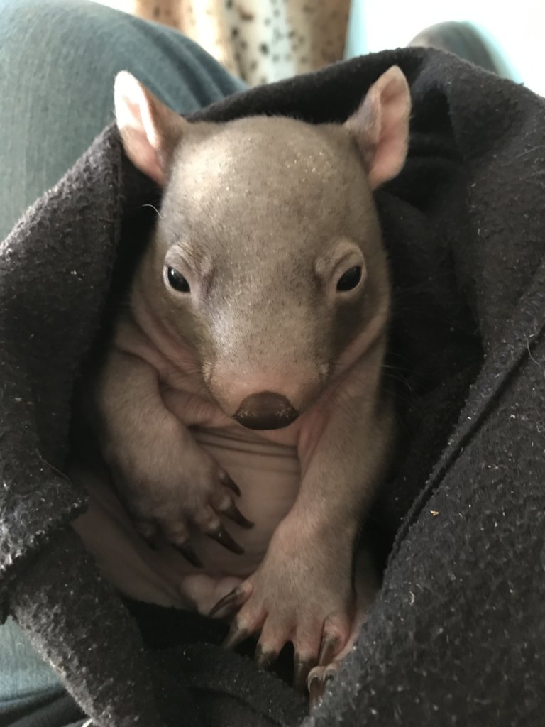 Help save the Bare-Nosed Wombat