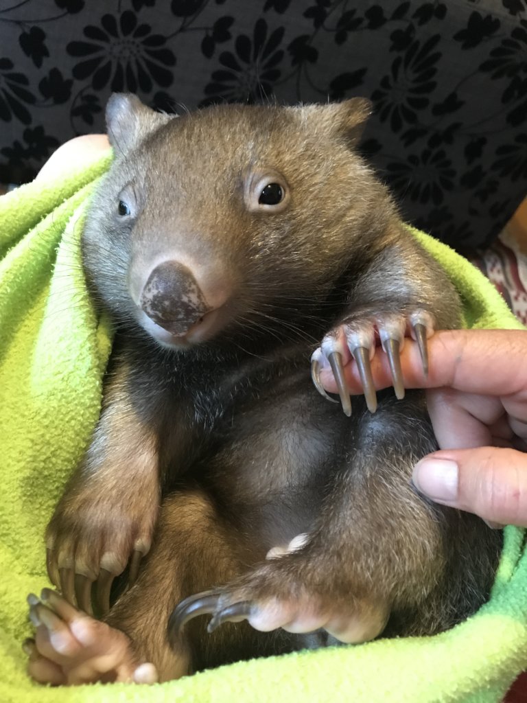 Help save the Bare-Nosed Wombat