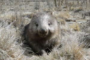 Wombat Echo
