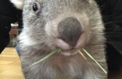 Help save the Bare-Nosed Wombat