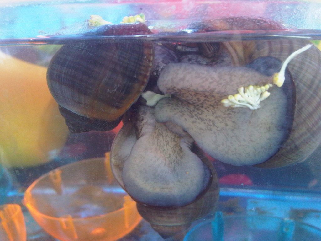 Children & aquaponics,saving Mayan apple snail