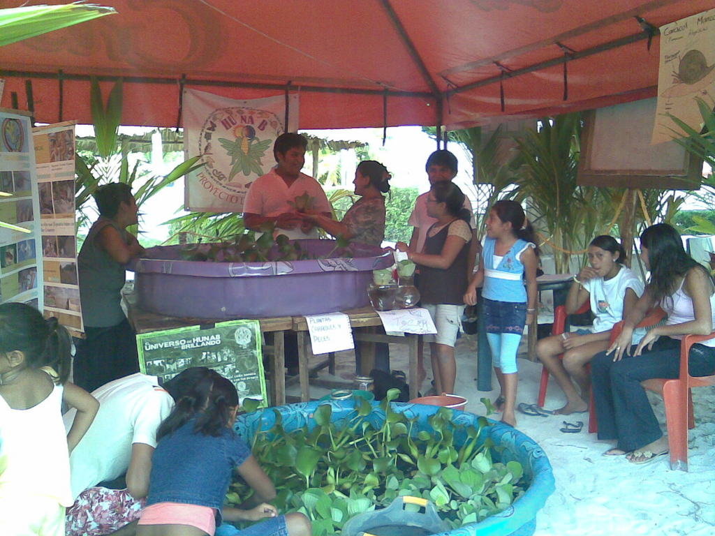 Children & aquaponics,saving Mayan apple snail