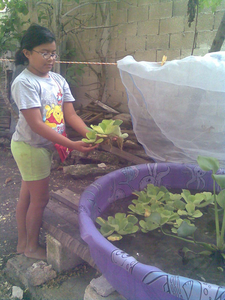 Children & aquaponics,saving Mayan apple snail