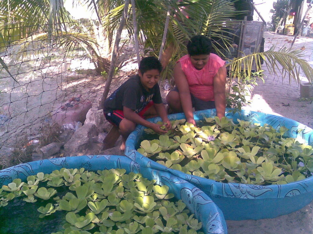 Children & aquaponics,saving Mayan apple snail