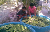 Children & aquaponics,saving Mayan apple snail