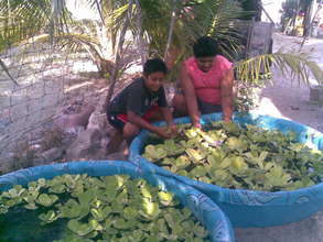 Children & aquaponics,saving Mayan apple snail