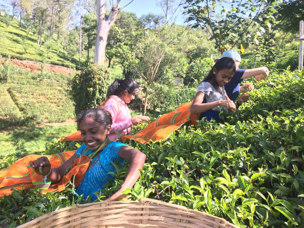 Tea Leaf Vision Professional Development Centres