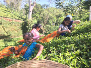 Tea pick.