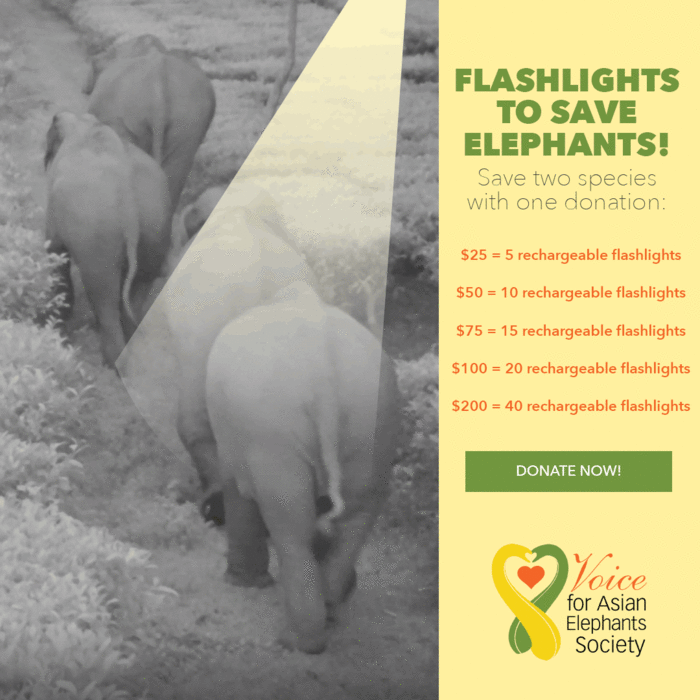Project Flash the Light To Save Elephants of India