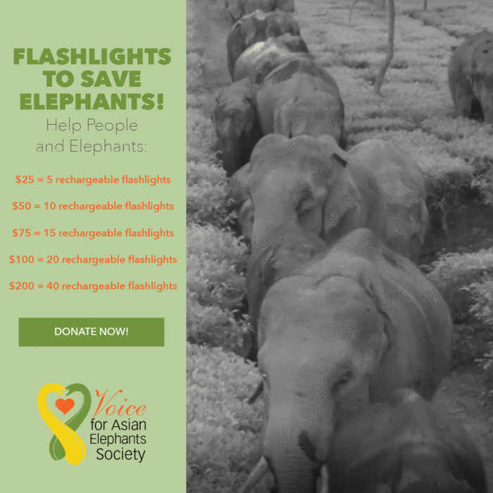 Project Flash the Light To Save Elephants of India