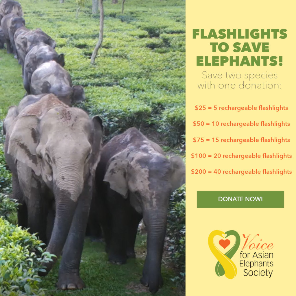 Project Flash the Light To Save Elephants of India
