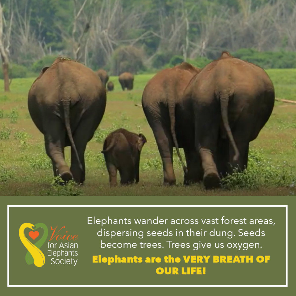 Project Flash the Light To Save Elephants of India