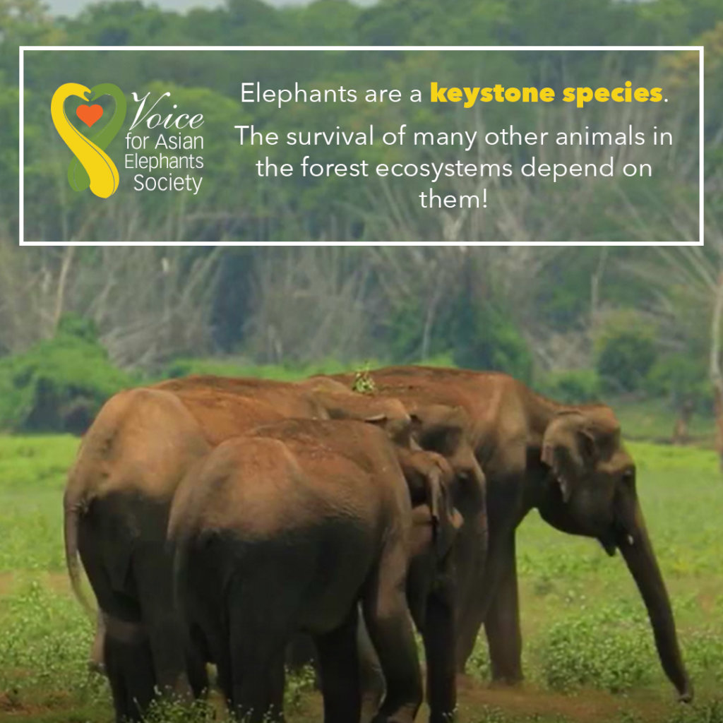 Project Flash the Light To Save Elephants of India