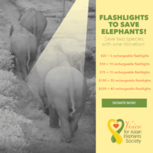Tea Plantations - Key Elephant Corridors