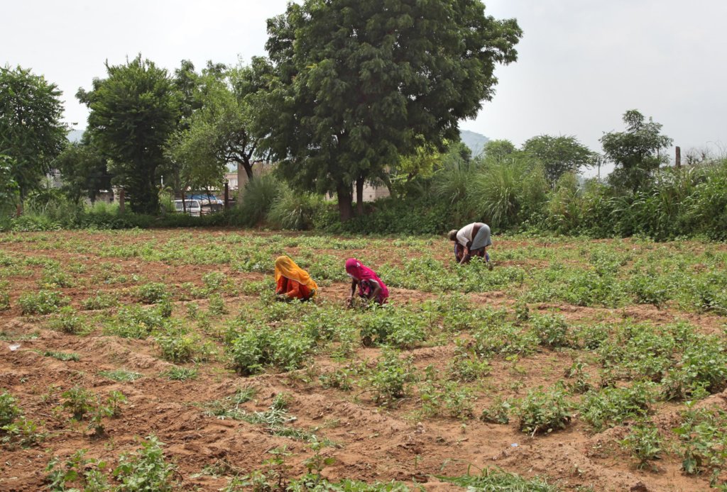 Provide Fertilizer & Seed to 250 Marginal farmer