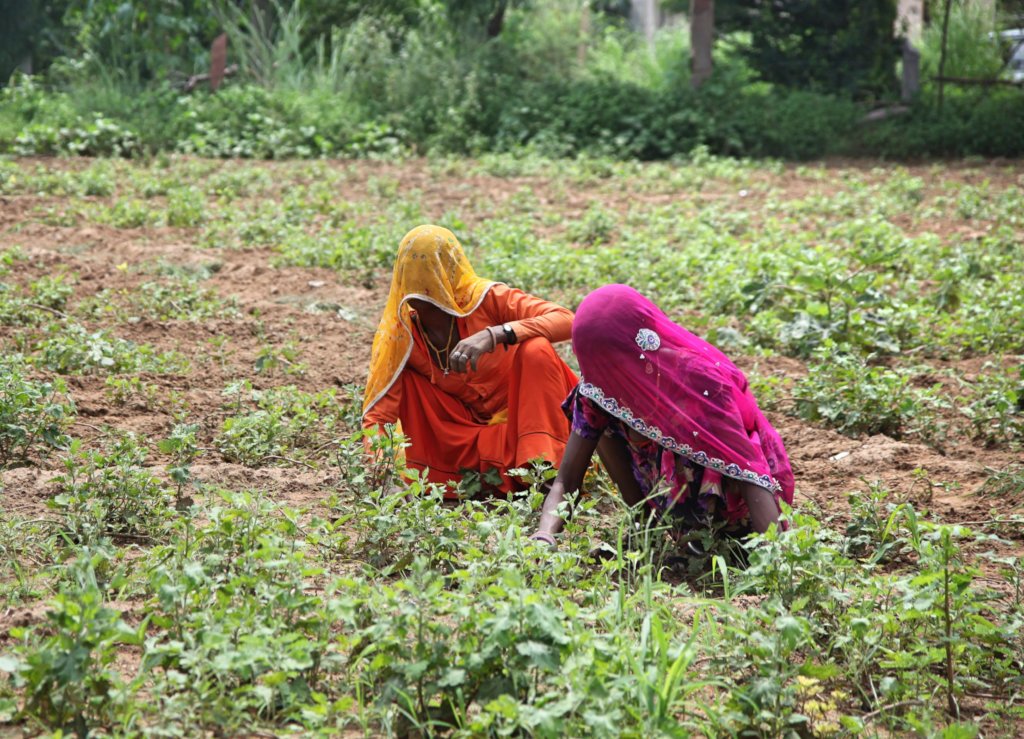 Provide Fertilizer & Seed to 250 Marginal farmer