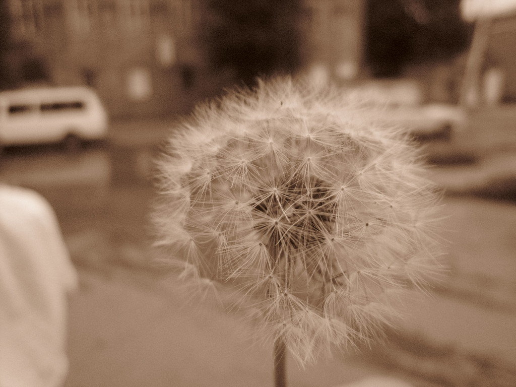 Peace Through Photography