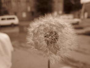 Hope for peace