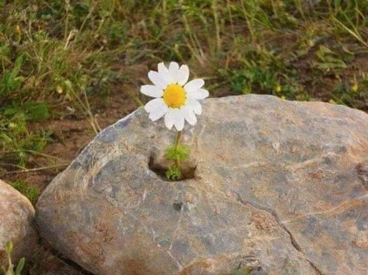 Wildlife and biodiversity conservation Malhan Rese