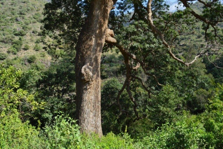 Wildlife and biodiversity conservation Malhan Rese