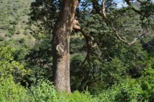 Preserving wildlife and biodiversity in Malhan Nat