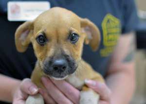 Boots was adopted after arriving from Texas