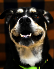 Biscuit