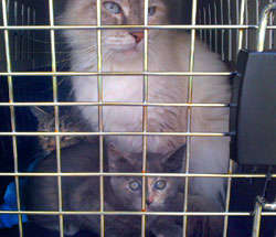 Newberg Rescue