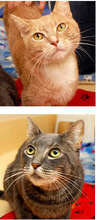 Dale and Truman, two cats from the rescue