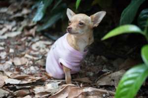 Eevee at her foster home